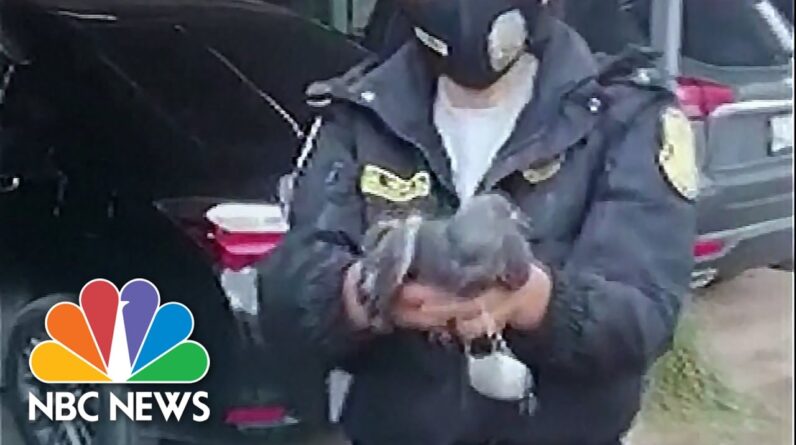 Pigeon Suspected Of Smuggling Drugs Captured At Peruvian Prison
