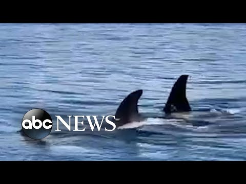 Pod of orcas swims along shore in Washington l ABC News