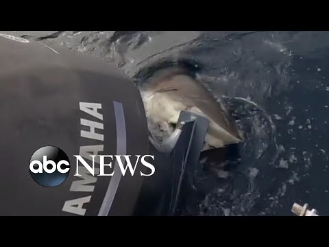 Shark bites boat propeller and won't let go