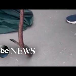 Snake catcher finds poisonous snake under trash bin