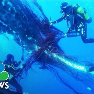 Watch: Divers Complete Dramatic Whale Rescue Off Spanish Coast