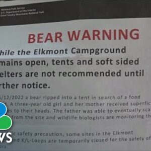 Bear Rips Into Tent, Injures Campers At Great Smoky Mountains National Park