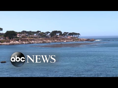 Surfer suffers ‘significant’ injury during shark attack at California beach l ABC News