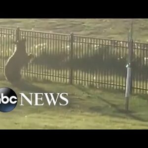 Baby bear gallops through Montana neighborhood
