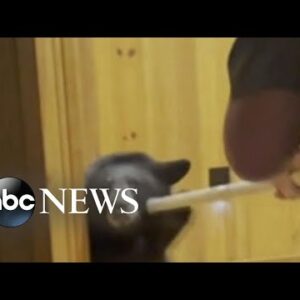 Bear breaks into Wisconsin home
