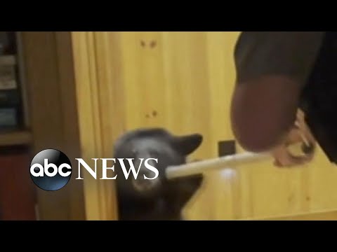 Bear breaks into Wisconsin home