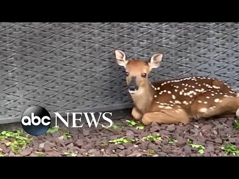 Deer shows off tiny baby fawn to human friend l ABC News
