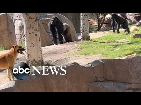 Dog ends up in gorilla enclosure at zoo