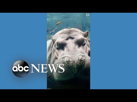 Hippo enjoys spa day at Texas zoo