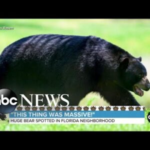 Huge bear captivates Florida neighborhood