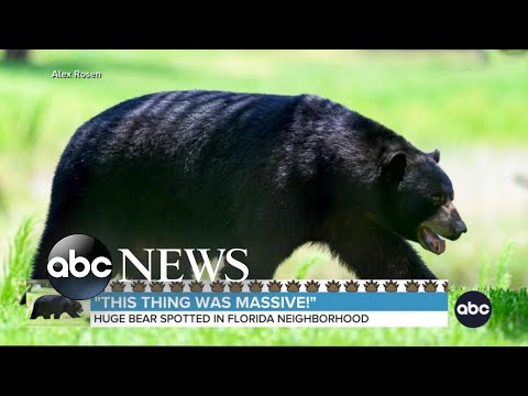 Huge bear captivates Florida neighborhood