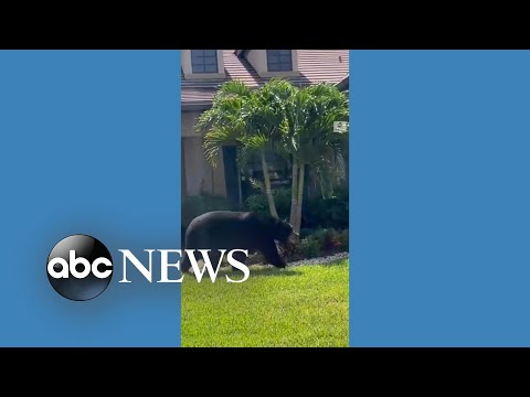 Large bear wanders through residential area in Florida