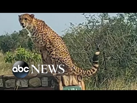 Lucky couple spot cheetah sitting on road sign