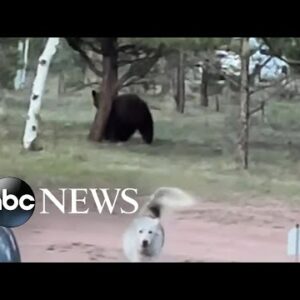 Playful husky has tense standoff with a bear