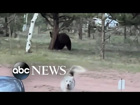 Playful husky has tense standoff with a bear