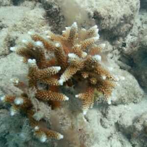 Marine biologists scramble for solutions to prevent coral from dying due to climate change