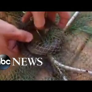 Snake catcher frees keelback snake