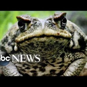 Toxic toad population increasing in South Florida: Experts