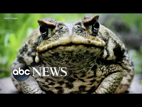 Toxic toad population increasing in South Florida: Experts