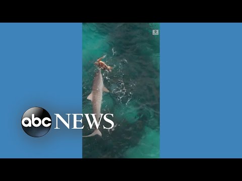 Turtle survives shark attack off Australian coast