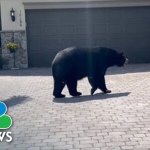 Watch: Large Bear Strolls Around Florida Neighborhood