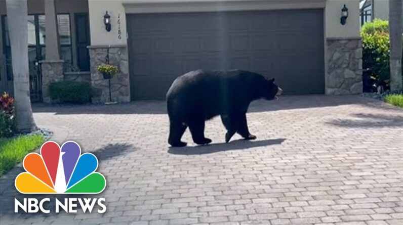 Watch: Large Bear Strolls Around Florida Neighborhood