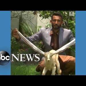 Baby goat wows world with 22-inch ears