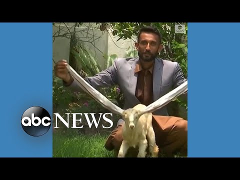 Baby goat wows world with 22-inch ears