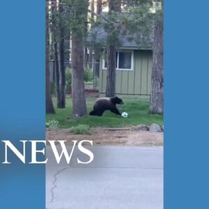 Bear puts soccer skills on display for neighborhood