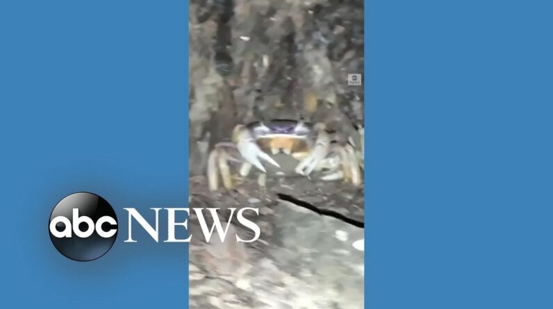 Crabs take over outside Costa Rica cabin