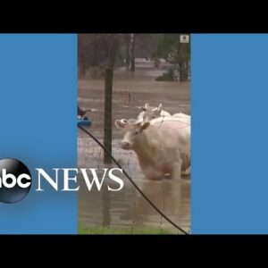 Farm animals rescued from floodwaters in Australia