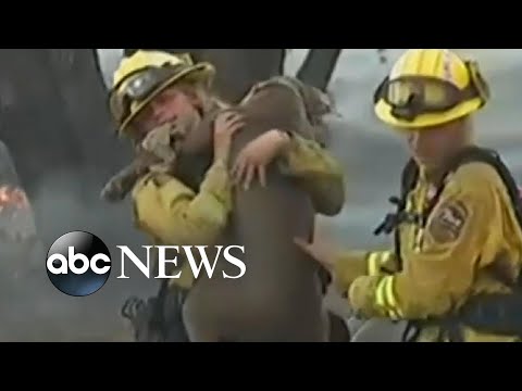 Firefighters rescue 2 dogs from California wildfire
