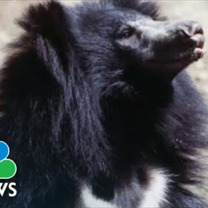 'Moon Bears' Rescued After Years Of Torture, Being Used For Bile Farming