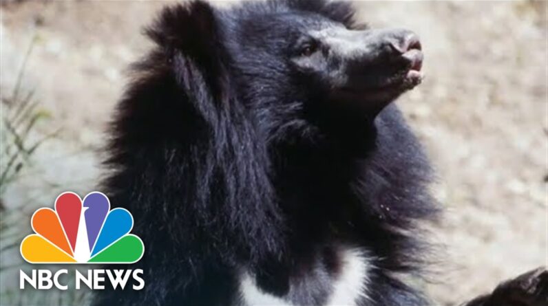 'Moon Bears' Rescued After Years Of Torture, Being Used For Bile Farming