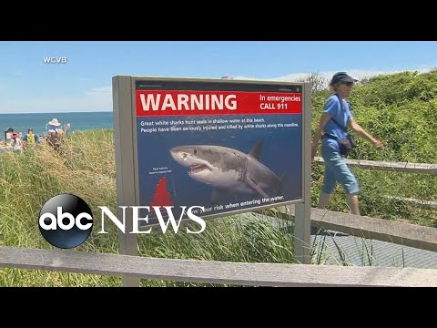 New warning about sharks amid new attacks