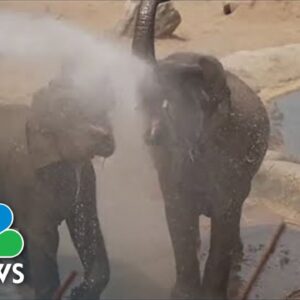 Watch: Zookeepers Keep Elephants Cool With High-Powered Hose Amid British Heat Wave