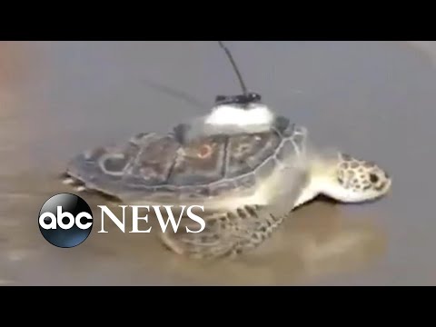 Rehabilitated sea turtles released back into the ocean l ABC News