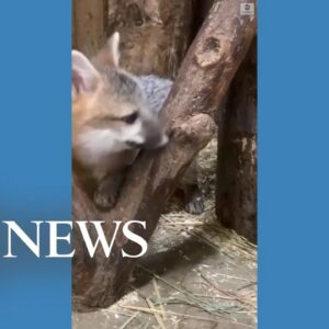 Rescued baby fox explores new home at wildlife center