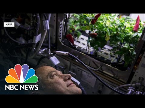 Researchers Are Working To Grow Fruits And Vegetables In Space