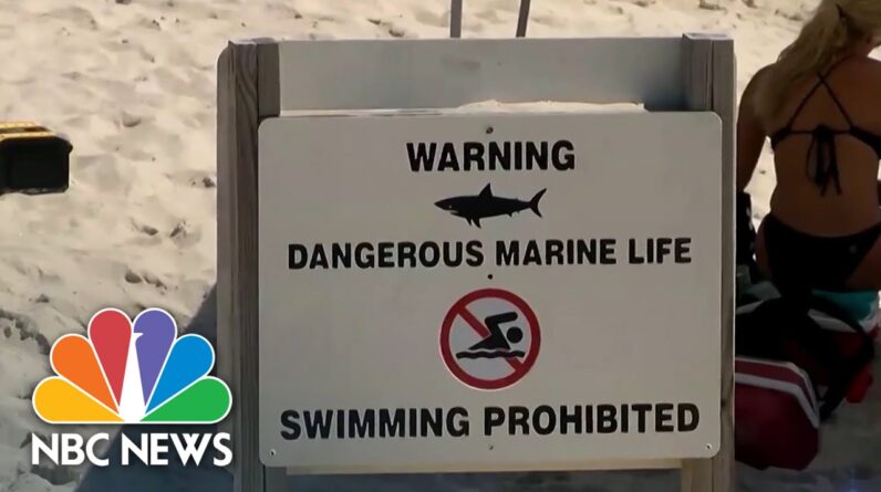 Lifeguard Bit By Shark While Mimicking Distressed Swimmer During Training Exercise