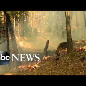 Wildfire threatens Yosemite sequoias as sprinkler system sets up for protection