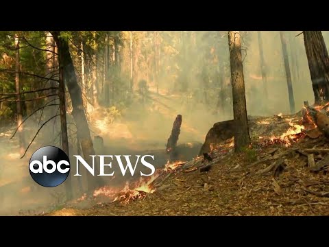 Wildfire threatens Yosemite sequoias as sprinkler system sets up for protection