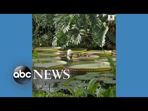 Time-lapse shows world's largest species of waterlily growing