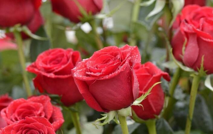 ede400c9775d05f503f745d68117e6c1