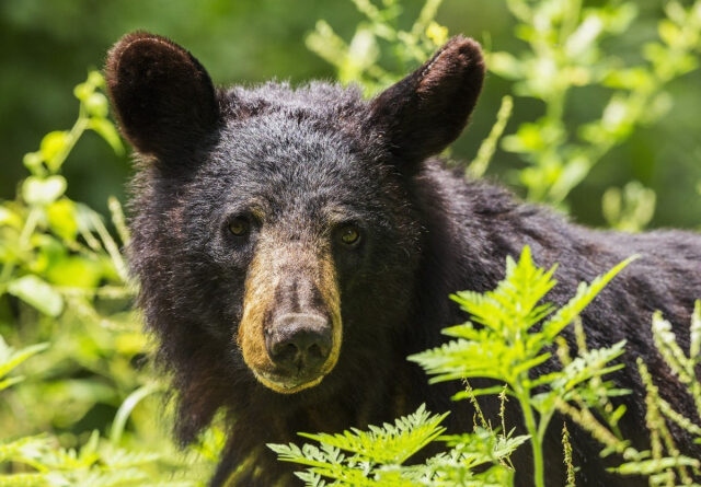 black bear adult portrait wildlife nature looking up wilderness fur 537822.jpgd 640x455