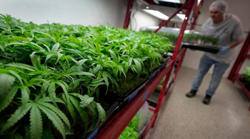 Michael Stonebarger sorts young cannabis plants at a marijuana farm on Oct. 31, 2022 in Grandview.
